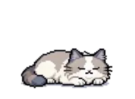 睡觉的小猫